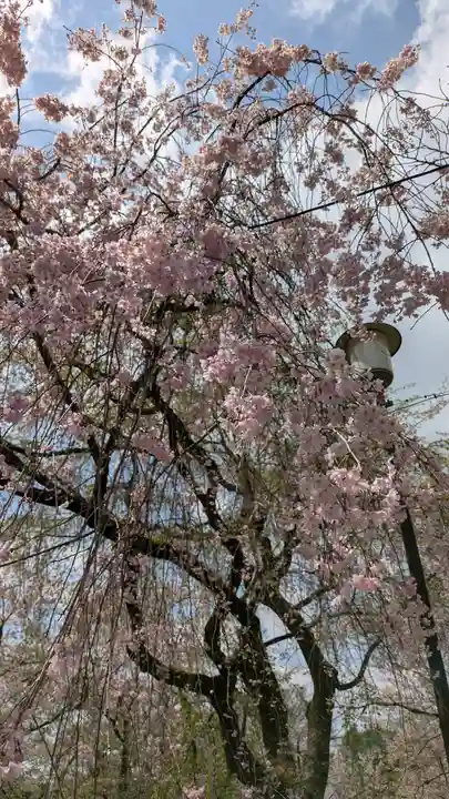 平野神社(京都府)