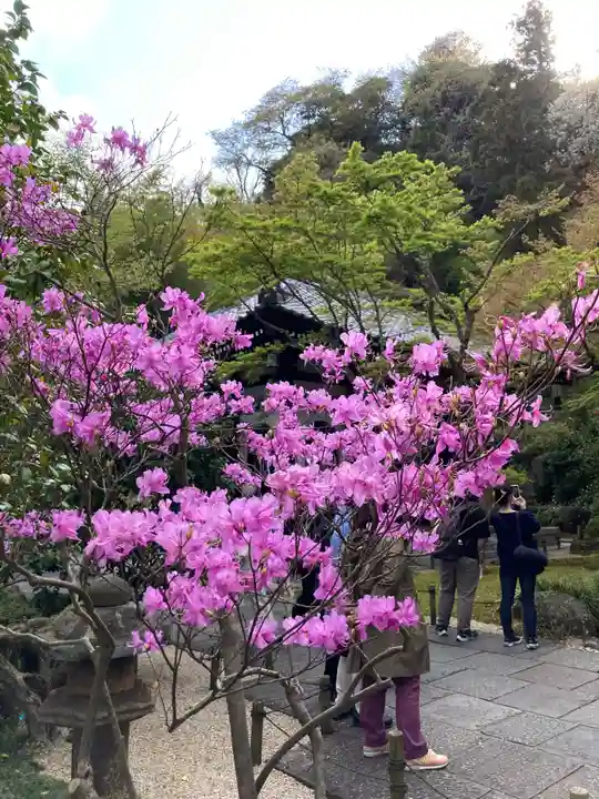 長谷寺(神奈川県)