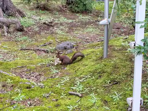 上川神社の動物
