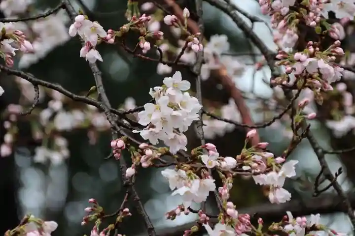 大鏑神社の自然