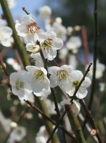 星田妙見宮(大阪府)