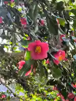 境内に咲く雪椿