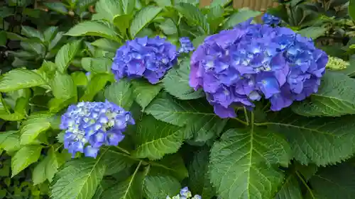 行願寺（革堂）(京都府)