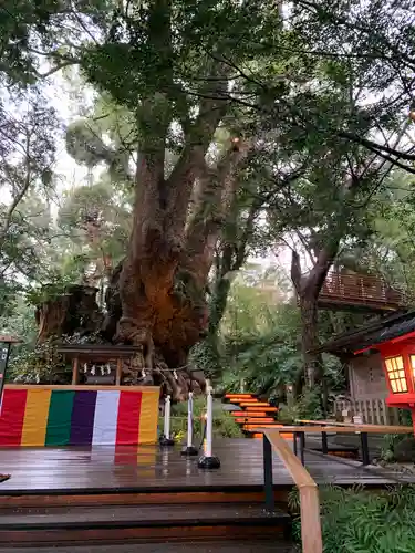 來宮神社の自然