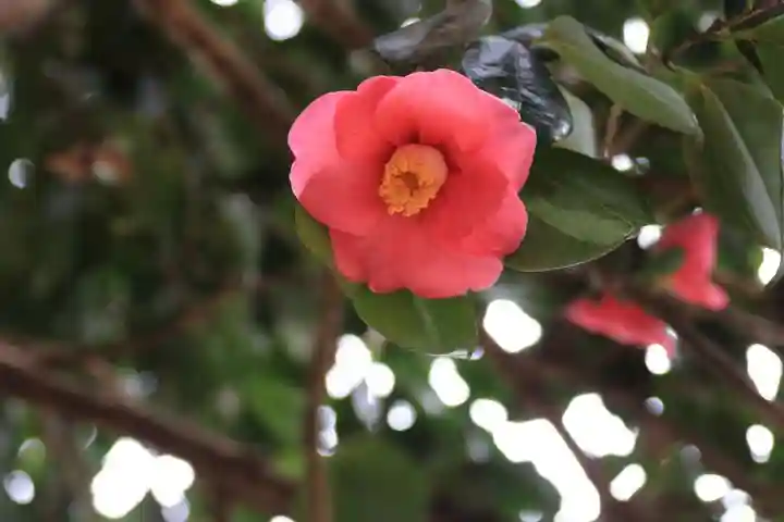 鹿島大神宮の自然