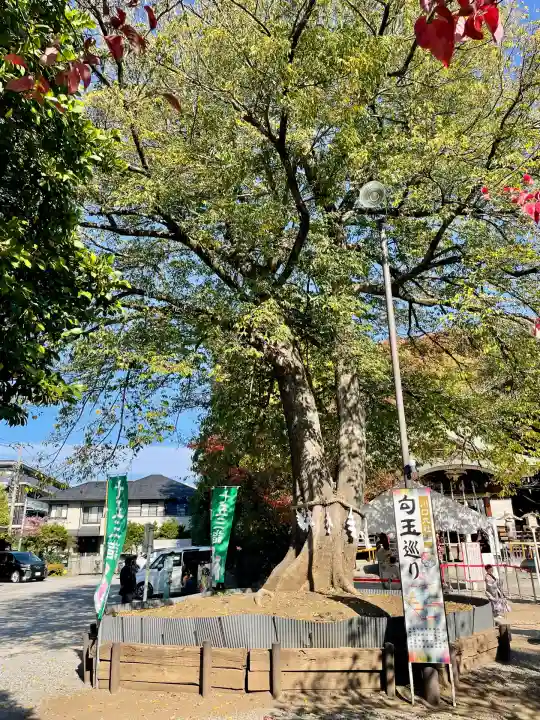 鎮守氷川神社(埼玉県)