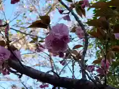 北野天満神社の自然