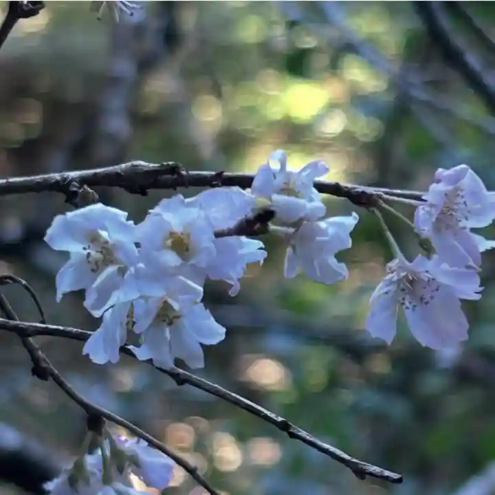 多度大社の{uncategorized: "未分類", other: "その他", undefined: "問題あり", building: "その他建物", grave: "お墓", sacred_gate: "鳥居", guardian: "狛犬", statue: "像", buddha: "仏像", history: "歴史", nature: "自然", garden: "庭園", animal: "動物", pagoda: "塔", temizu: "手水舎", mountain_gate: "山門・神門", sanctuary: "本殿・本堂", subordinate: "末社・摂社", art: "芸術", scenery: "景色", jizo: "地蔵", ema: "絵馬", goshuin: "御朱印", omikuji: "おみくじ", items: "授与品その他", amulet: "お守り", goshuincho: "御朱印帳", eats: "食事", festival: "お祭り", votive_dance: "神楽", shichigosan: "七五三参", wedding: "結婚式", experience: "体験その他", initially: "初詣", around: "周辺", anti_infection: "感染症対策"}