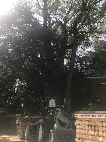 八幡朝見神社の自然