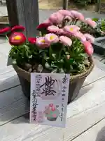 妙蓮寺の御朱印