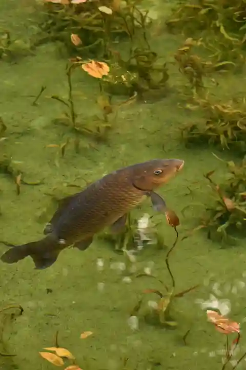 根道神社(岐阜県)