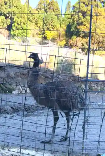 総本山　本福寺の動物