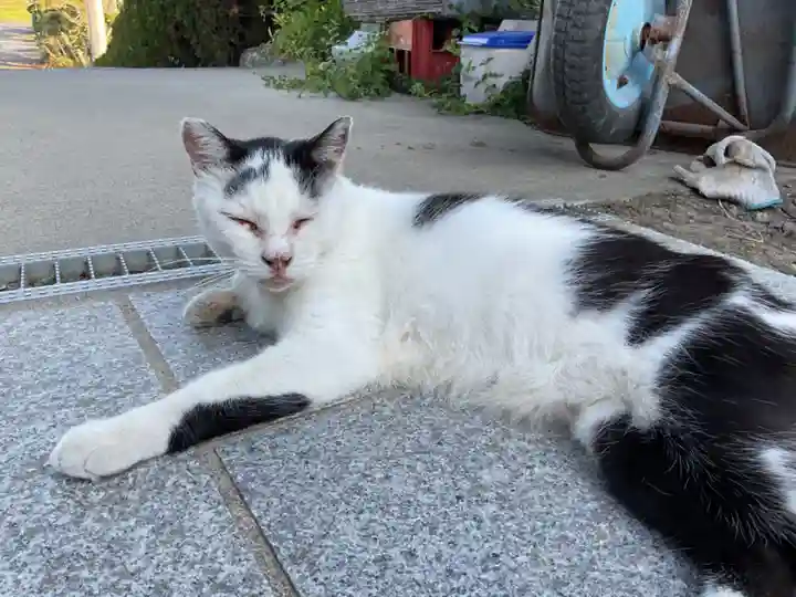 一心寺・一心禅寺の動物