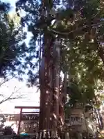 磐椅神社の自然