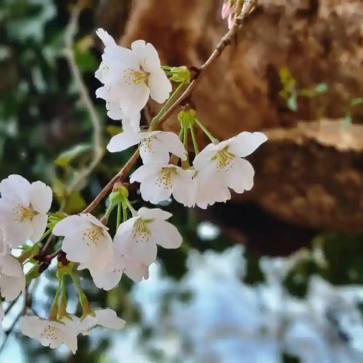 伏木香取神社の自然