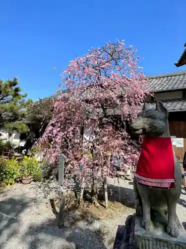 源九郎稲荷神社の狛犬