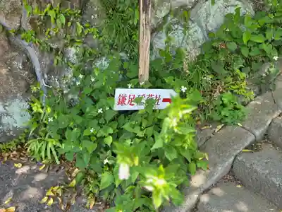 鎌足稲荷神社（鎌足稲荷社）(神奈川県)