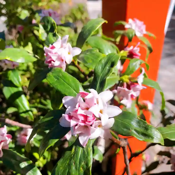 田無神社(東京都)
