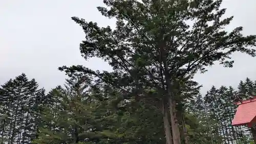 人舞神社の自然