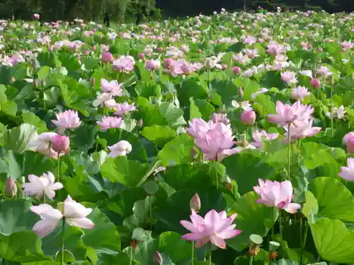 長谷寺(古河長谷観音)(茨城県)
