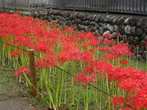 横浜　西方寺の自然