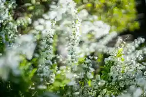 大久保山 自性院の自然 2021年03月17日(水)〜(2021年03月17日(水) 02時51分56秒投稿)