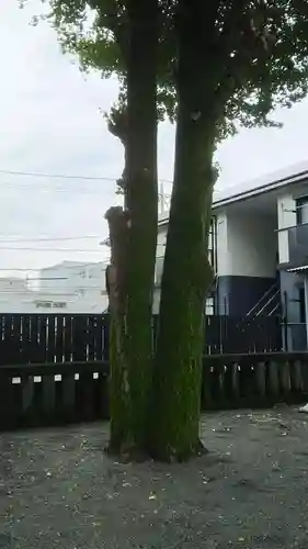 津島神社の自然