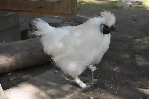武田神社の動物