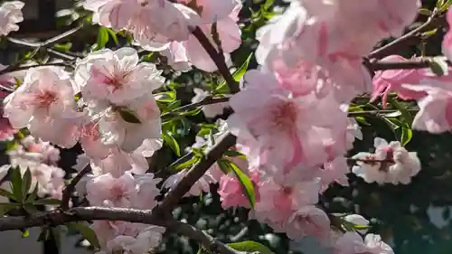 六孫王神社(京都府)