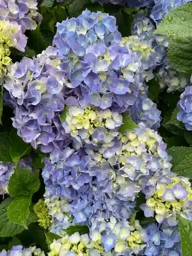白山神社(東京都)