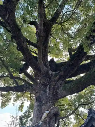 百舌鳥八幡宮(大阪府)