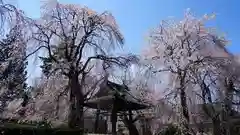 安養寺の建物その他