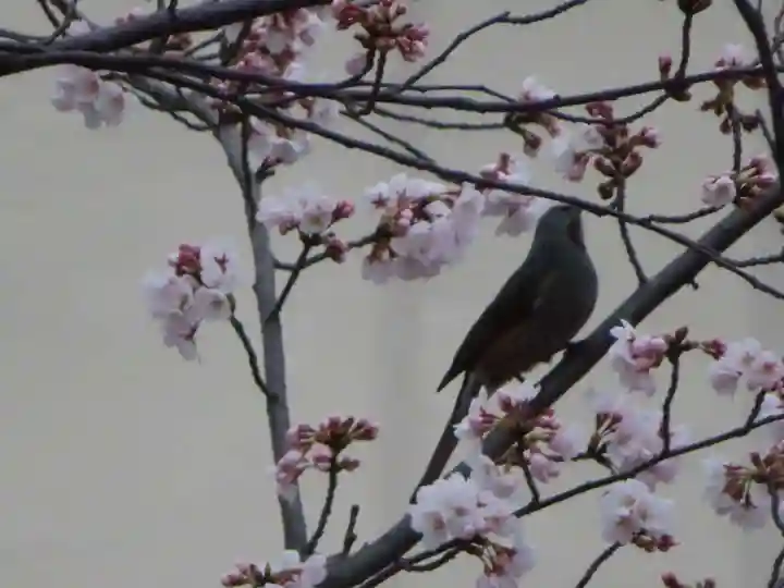三輪神社の動物