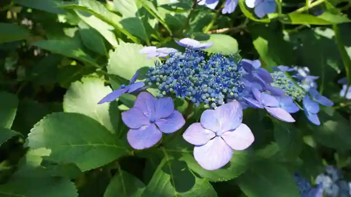 楽法寺(雨引観音)(茨城県)
