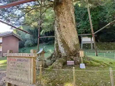 追手神社の自然