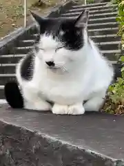 王子神社の動物