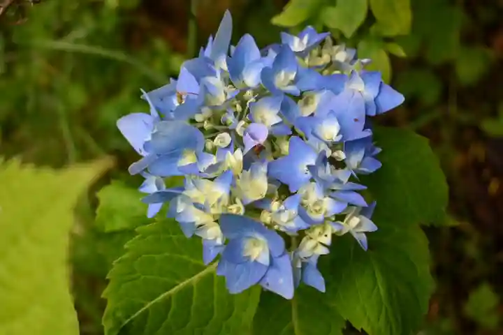 尻岸内八幡神社の自然