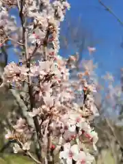 宮地嶽神社の自然