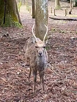 春日大社(奈良県)