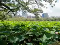 寛永寺不忍池弁天堂(東京都)