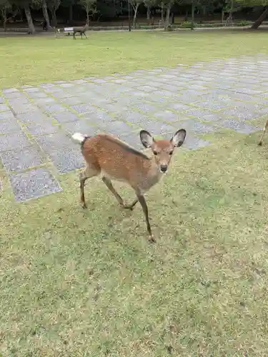 東大寺(奈良県)