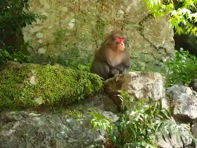 瀧安寺の動物