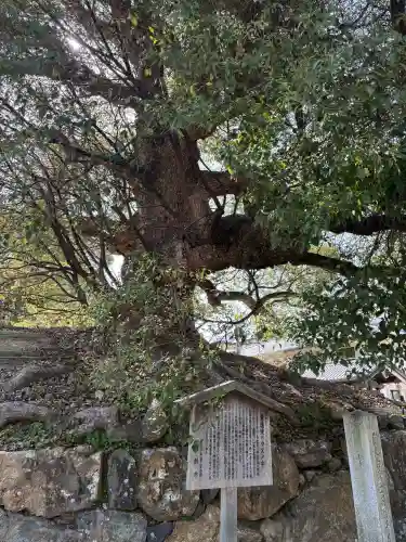青蓮院門跡の{uncategorized: "未分類", other: "その他", undefined: "問題あり", building: "その他建物", grave: "お墓", sacred_gate: "鳥居", guardian: "狛犬", statue: "像", buddha: "仏像", history: "歴史", nature: "自然", garden: "庭園", animal: "動物", pagoda: "塔", temizu: "手水舎", mountain_gate: "山門・神門", sanctuary: "本殿・本堂", subordinate: "末社・摂社", art: "芸術", scenery: "景色", jizo: "地蔵", ema: "絵馬", goshuin: "御朱印", omikuji: "おみくじ", items: "授与品その他", amulet: "お守り", goshuincho: "御朱印帳", eats: "食事", festival: "お祭り", votive_dance: "神楽", shichigosan: "七五三参", wedding: "結婚式", experience: "体験その他", initially: "初詣", around: "周辺", anti_infection: "感染症対策"}