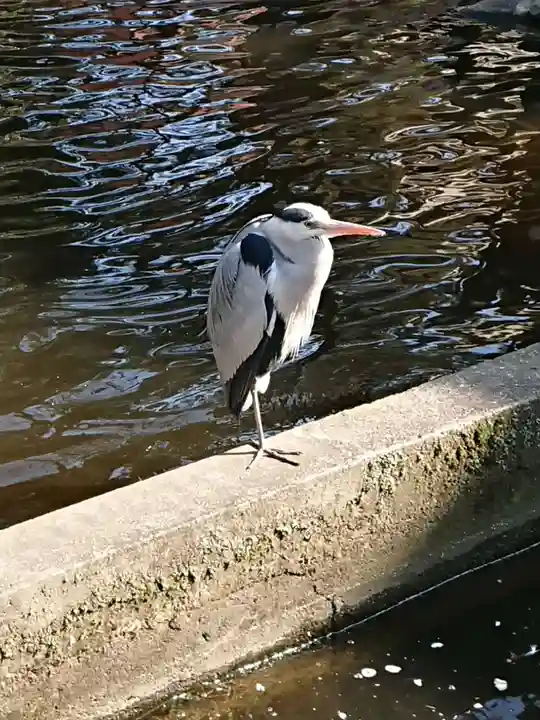 平塚八幡宮の動物