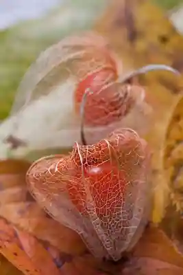 一乗寺(東京都)