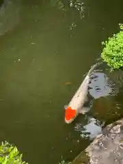 一條殿 新善光寺の動物