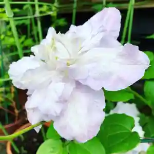 豊景神社の自然(2020年05月27日(水) 06時07分50秒投稿)