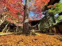 蓮華寺(洛北蓮華寺)の自然