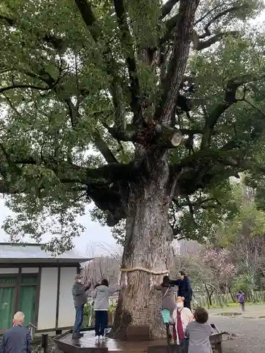 平野神社の自然