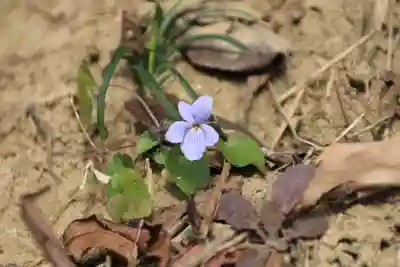 熊野神社の自然